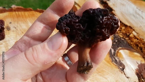 Closeup on a man touching false morel mushrooms, in earley may, spring forrest photo