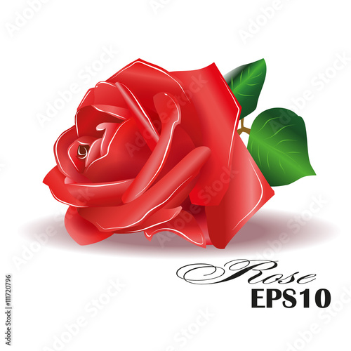 Red rose on white background. Vector illustration.