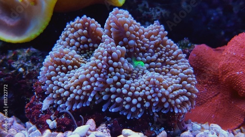 Ricordea Mushroom Coral