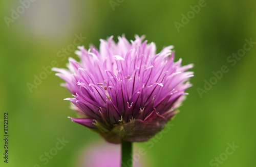 Chives violet bloom detail in spring
