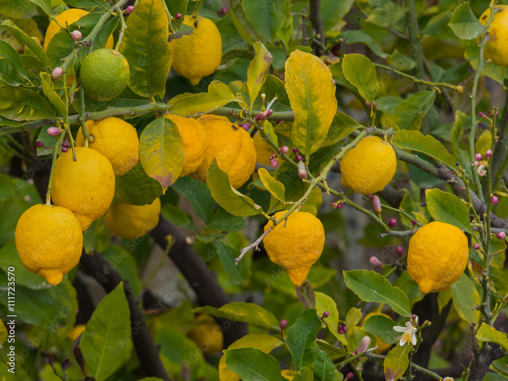 Group of organic yellow ripe lemon friuts on a branch