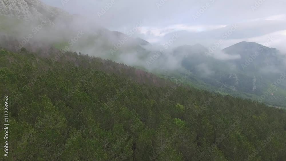 aerial view of the pine forest in the mountains aerial view of the pine forest in the mountains