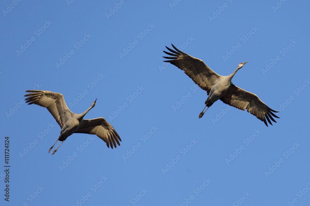 Sandhill cranes flying against a blue sky. Sandhill cranes flying against a blue sky.