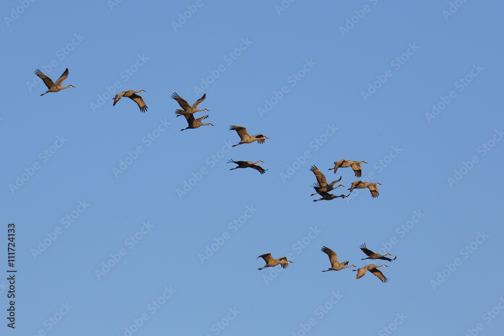 Fototapeta premium Sandhill crane flock flying against a blue sky.