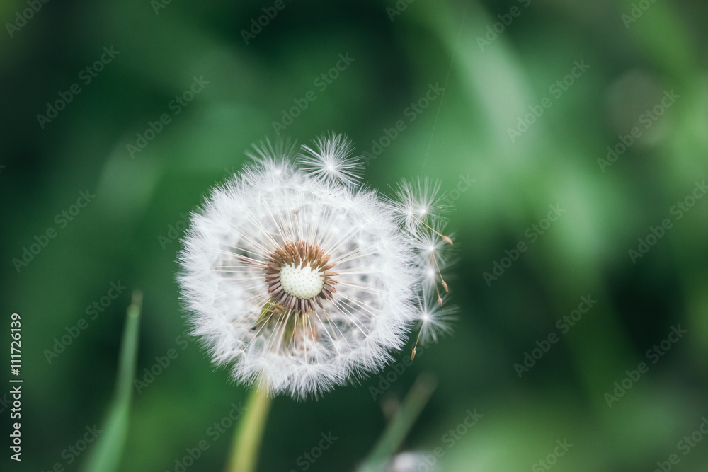 Fototapeta premium Dandelion with blowing seeds