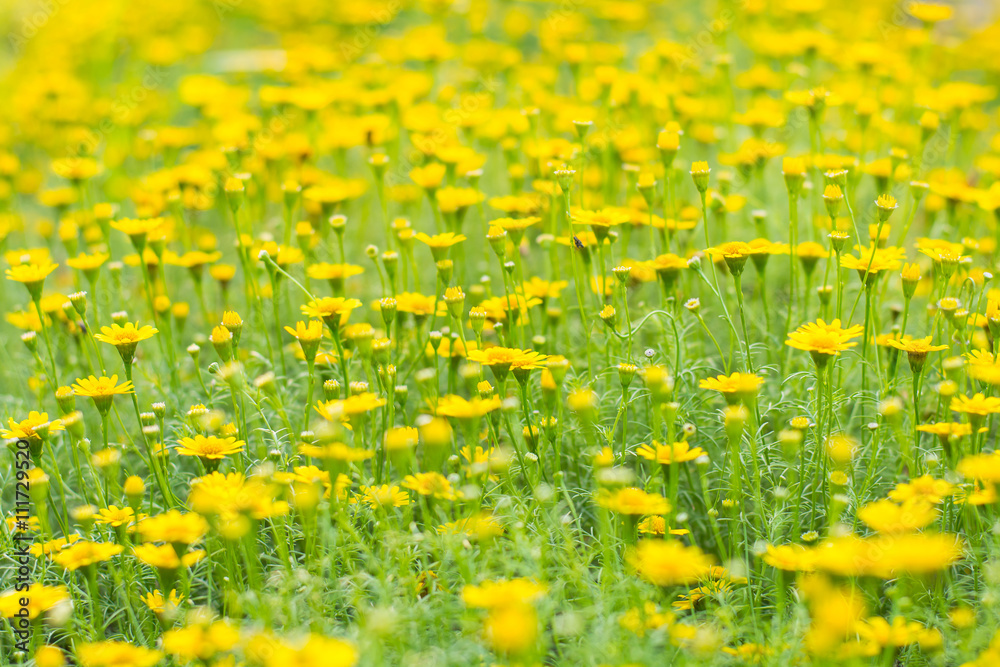 Marigold Flower in garden.Soft Focus