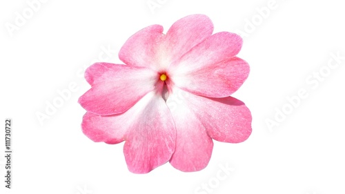pink rose isolated on white background, the science name is rhododendron azaleas