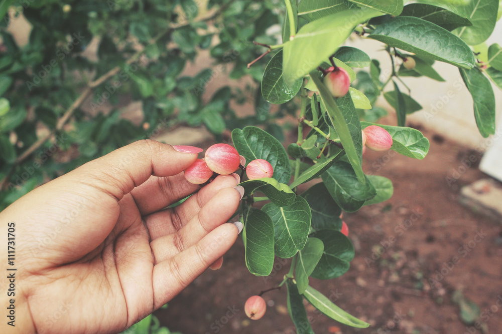 Selfie of hand with miracle fruit tree Selfie of hand with miracle fruit tree