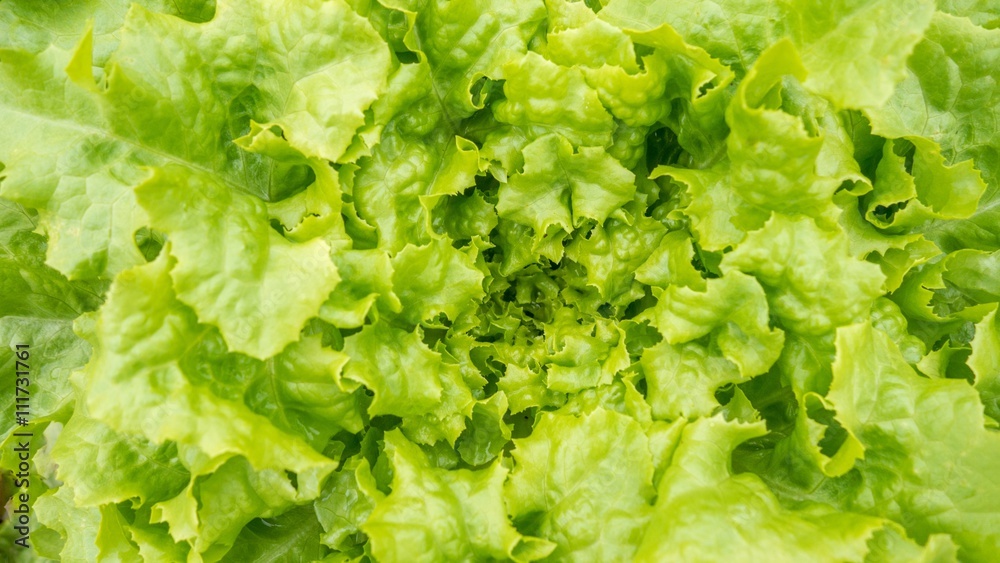 close up fresh lettuce leaves, lettuce leaves texture, lettuce leaves background, green lettuce leaves abstract background close up fresh lettuce leaves, lettuce leaves texture, lettuce leaves background, green lettuce leaves abstract background