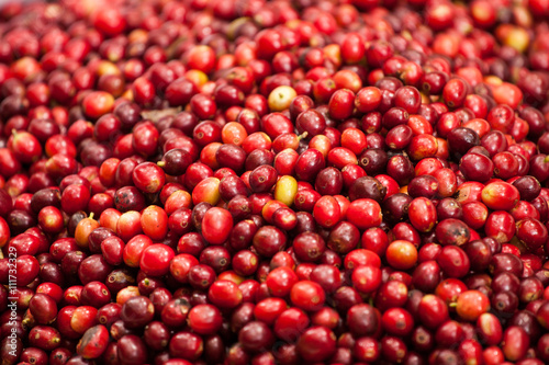 red cherries coffee seed