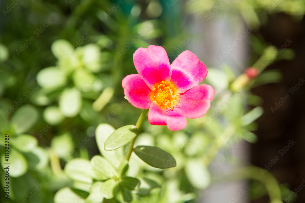 flowers flowers