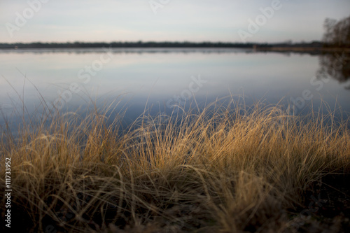 Tall brown grasses at the edge of a lake in winter.