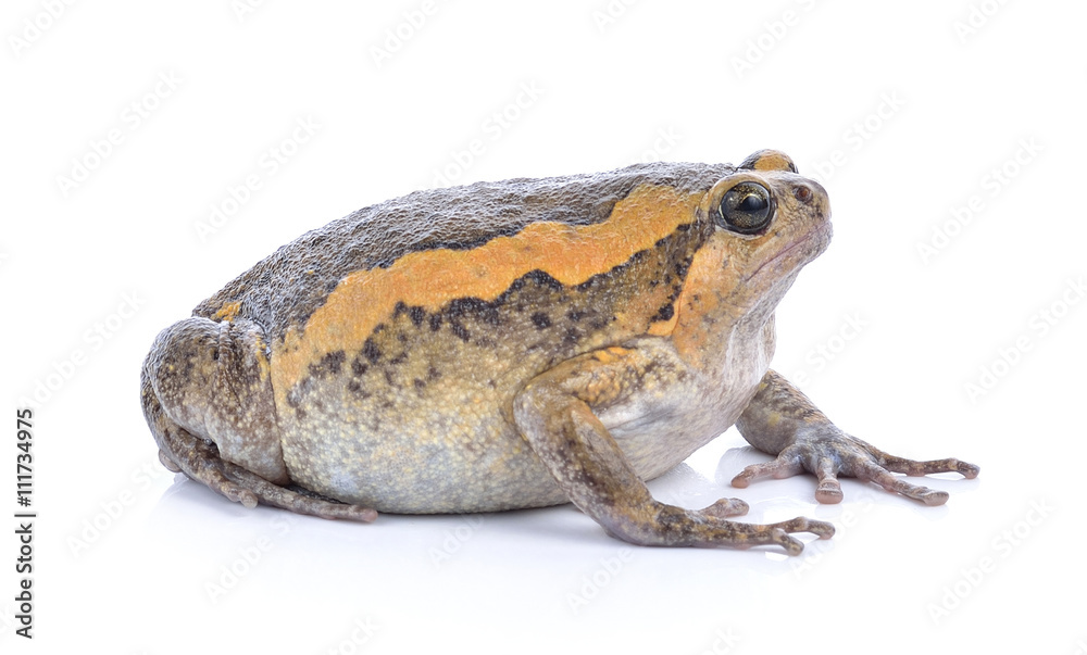 Fototapeta premium bullfrog