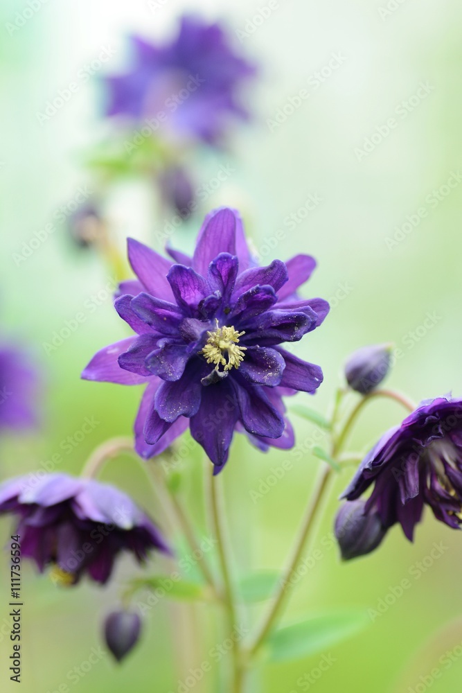 Obraz premium 西洋オダマキ ブルーバロー