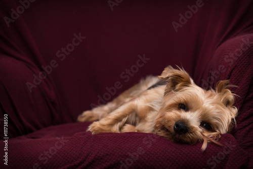 Yorkshire Terrier Relaxing photo