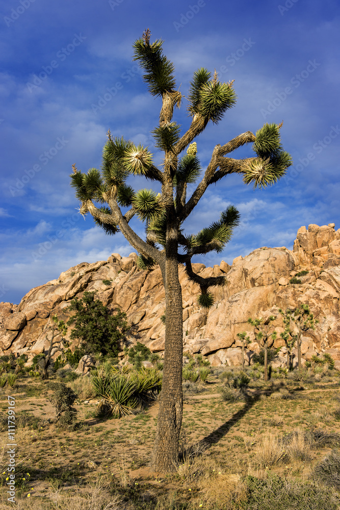Joshua Tree, yucca. mountains in the back.
Joshua Tree, yucca. mountains in the back.