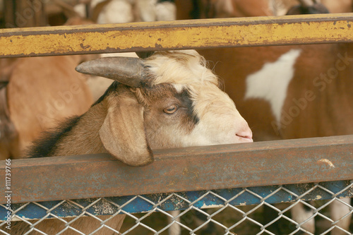 Sad goat in a wooden cage