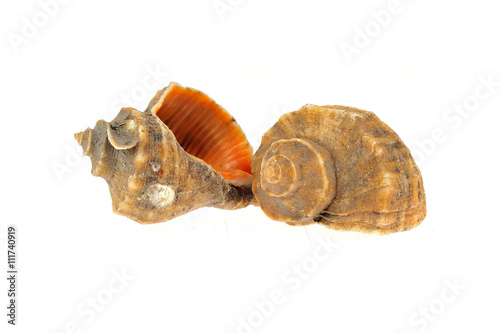 Conch on a white background