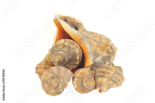 Conch on a white background photo