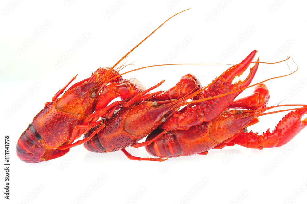 Lobster on a white background Lobster on a white background
