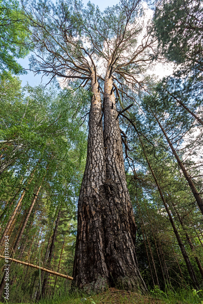 Fototapeta premium pine looks like a Siamese twin