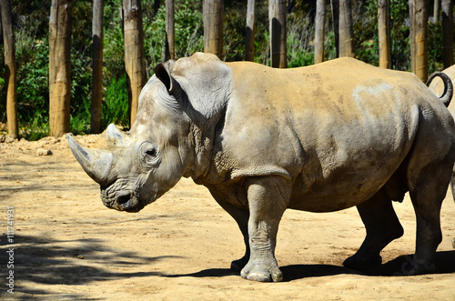 rhinocéros du zoo de Vincennes