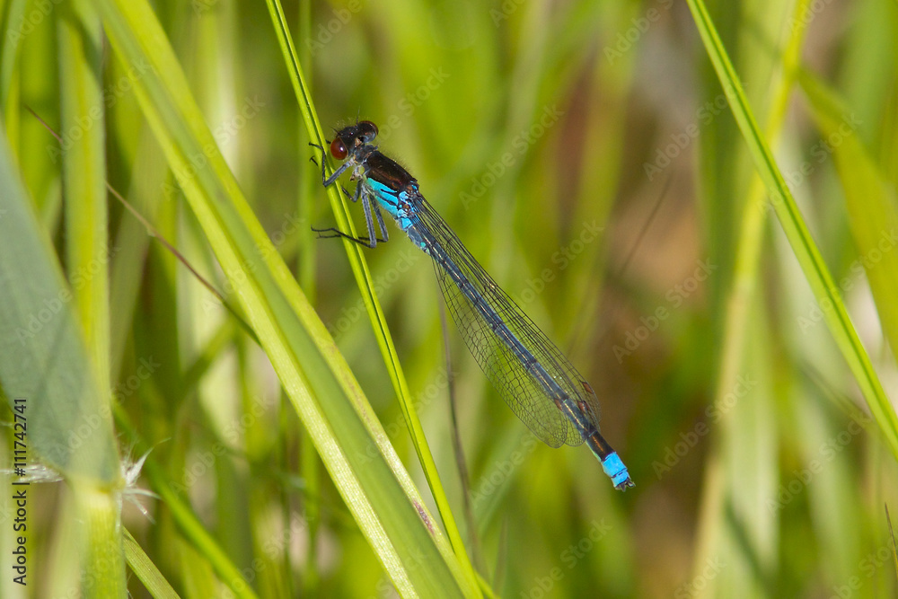 A Red-eyed Damselfly on grass stem. A Red-eyed Damselfly on grass stem.