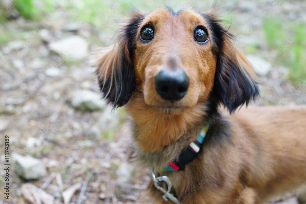 ミニチュアダックス　犬