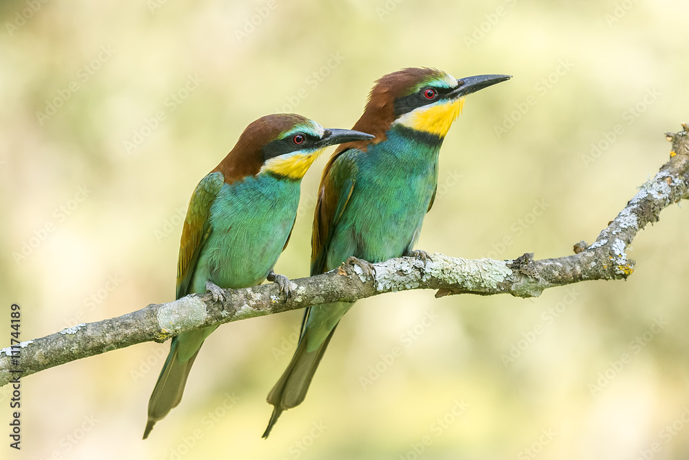 Obraz premium Merops apiaster