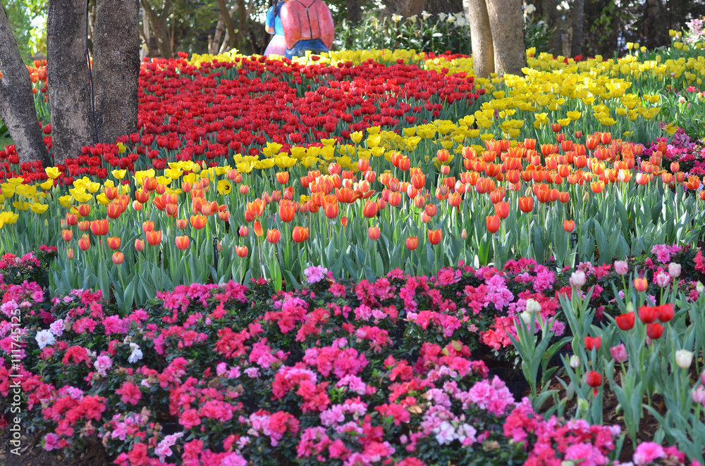 Tulip flowers garden