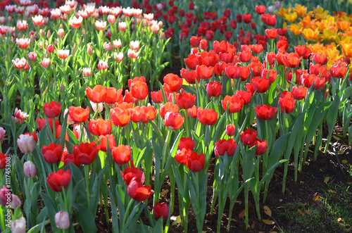 Tulip flowers garden