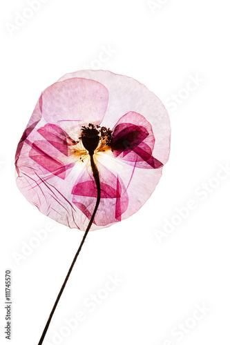 Fototapeta Naklejka Na Ścianę i Meble -  nice flower