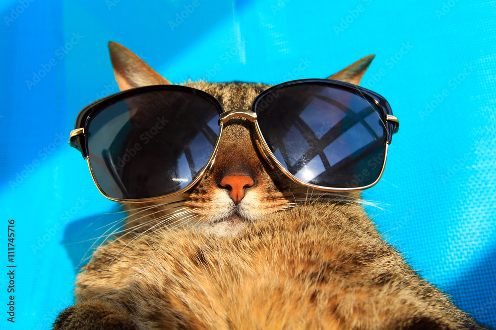 Buy Cat Aviator Sunglasses Cute, Cool and Comfortable Online in India - Etsy-tuongthan.vn