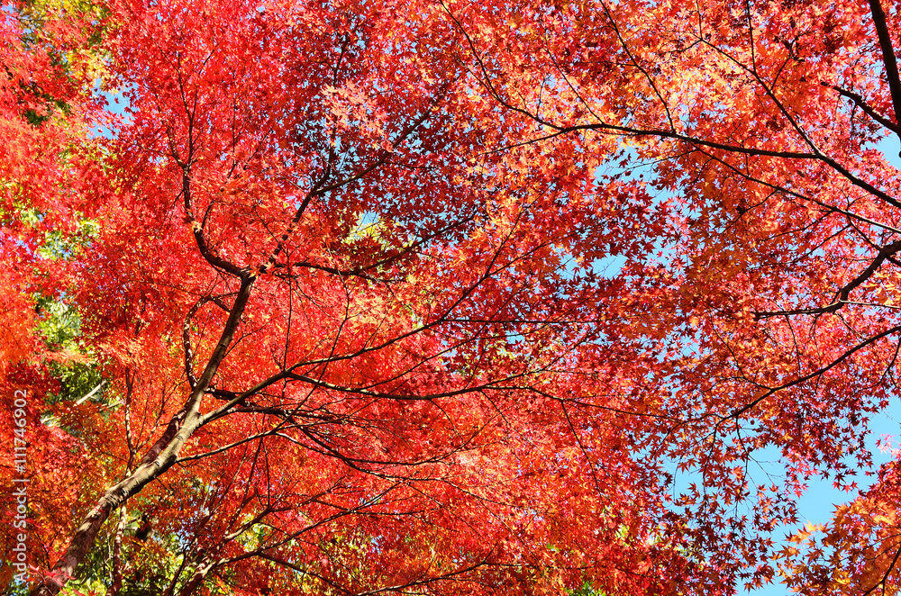 Colors of autumn leaves, Kyoto Japan.
秋の紅葉　京都