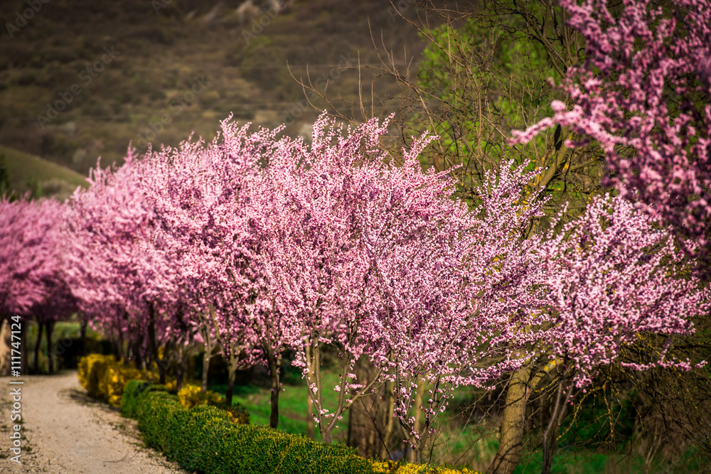 Obraz premium spring time