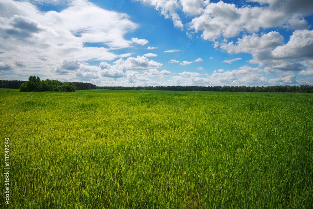 Green field and blue sky. Beatiful green field with blue sky.