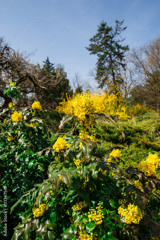 Fototapeta premium springtime