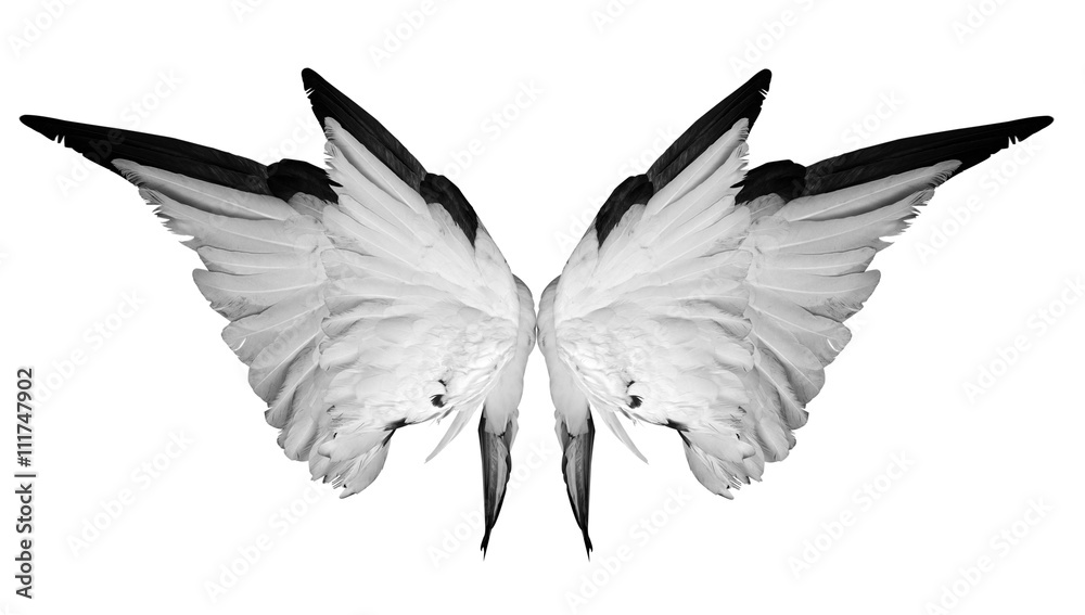 Obraz premium White wings isolated on white background.
