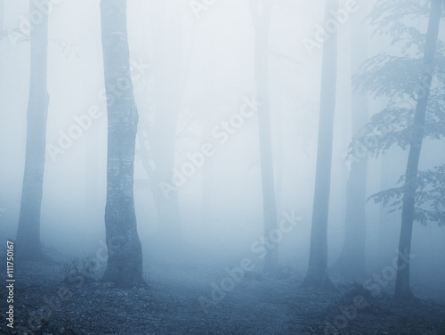 Dark forest and foggy morning