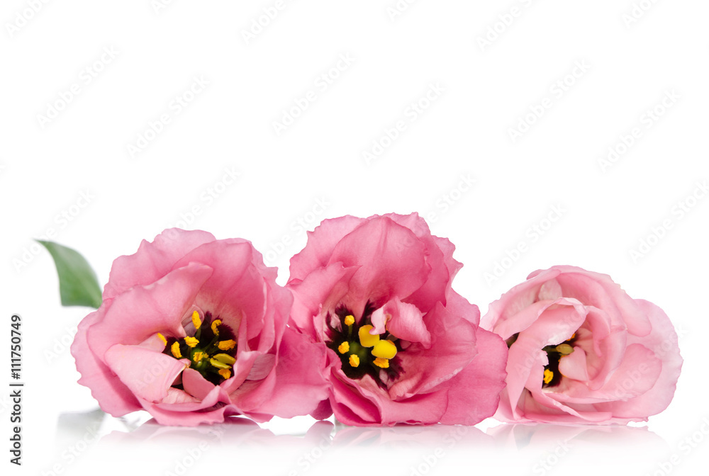 Beautiful pink eustoma flowers isolated on white background Beautiful pink eustoma flowers isolated on white background