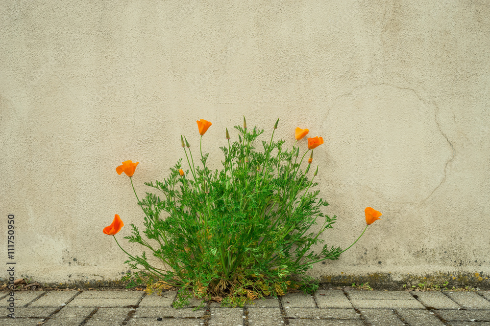 Fototapeta premium Frühling in der Stadt – Kalifornischer Goldmohn blüht vor einer Wand Spring in the City - California Gold poppy flower in front of a wall