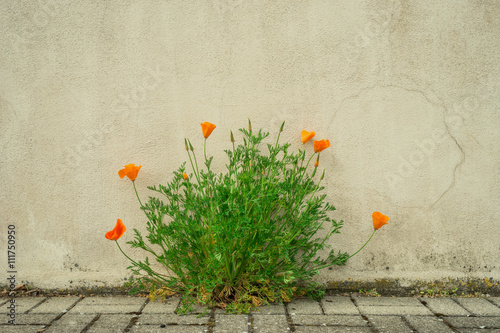Fototapeta Naklejka Na Ścianę i Meble -  Frühling in der Stadt – Kalifornischer Goldmohn blüht vor einer Wand
Spring in the City - California Gold poppy flower in front of a wall