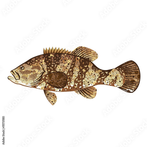 Goliath Grouper Gamefish ocean vector illustration