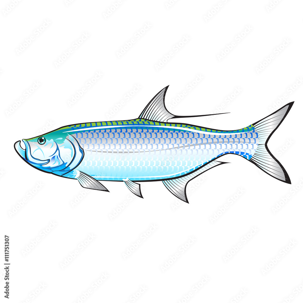 Obraz premium Tarpon Ocean Gamefish illustration vector
