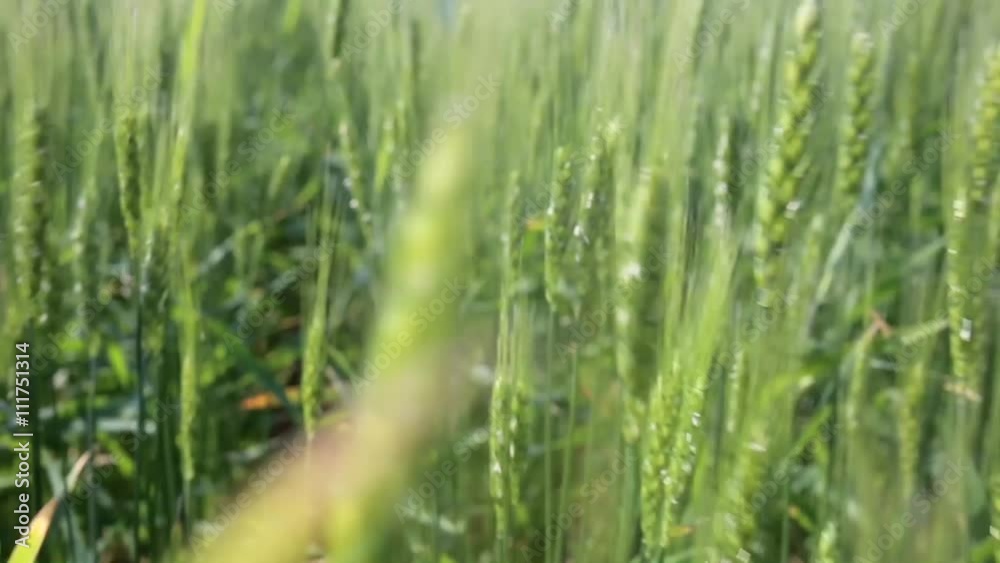 Wheat field on a sunny day.