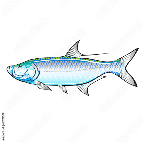 Tarpon Ocean Gamefish illustration vector