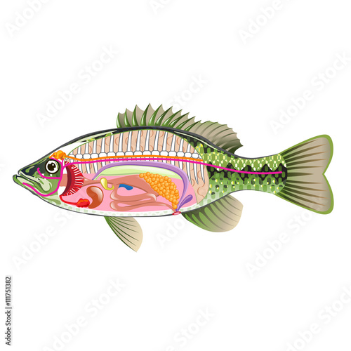 Fish internal organs Vector Art diagram Anatomy without Labels