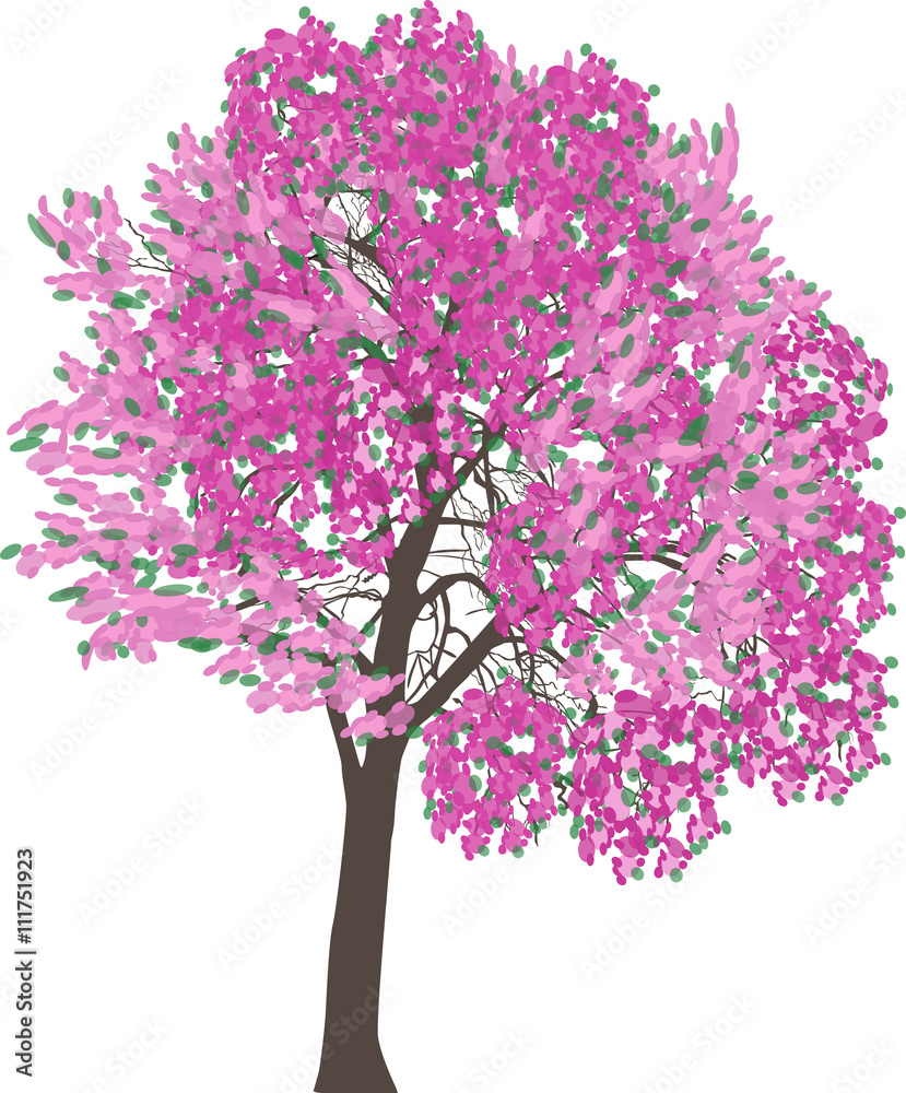 dark pink blossoming tree isolated on white