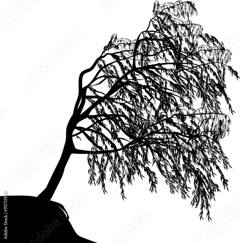 weeping willow silhouette isolated on white