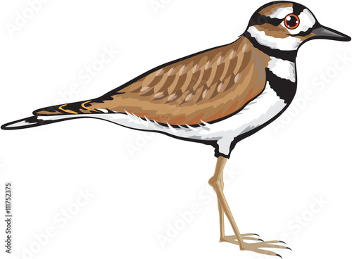 Killdeer bird vector illustration simplified drawing design file